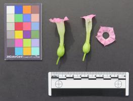 Click for 3 image(s) for this accession. FLOWER